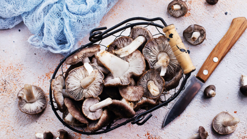 Czy grzyby przynoszą korzyści zdrowotne?