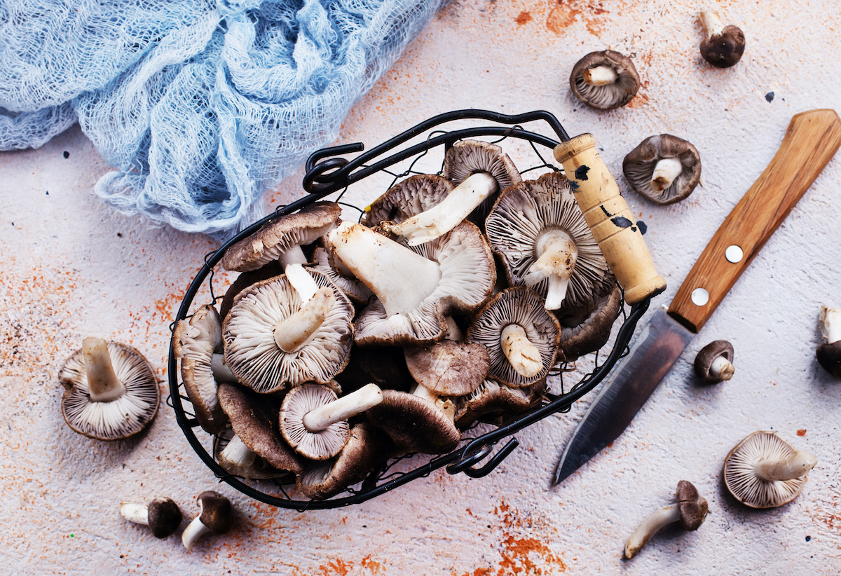 Czy grzyby przynoszą korzyści zdrowotne?