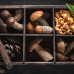 Czy grzyby są zdrowe?