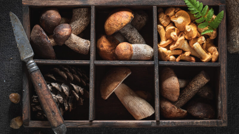 Czy grzyby są zdrowe?